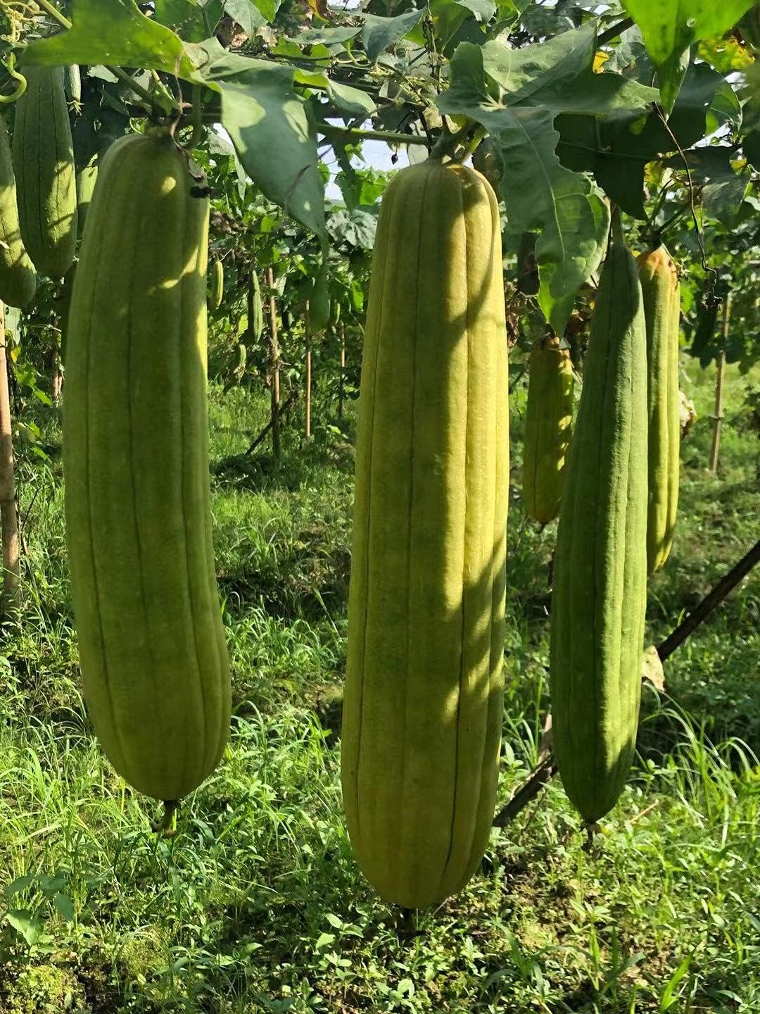 Natural Loofah Sponges Organic Luffa Bath Shower Sponge Exfoliating Body Back Scrubber for Men Women Adults SPA Beauty Bathing Daily Care - 4 PCS | EXW Prices